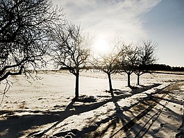 冬天,景觀,雪