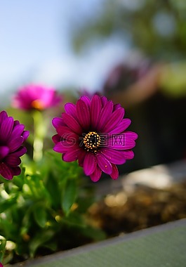 花,黄色,紫