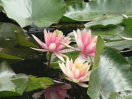 百合,鮮花,吉維尼