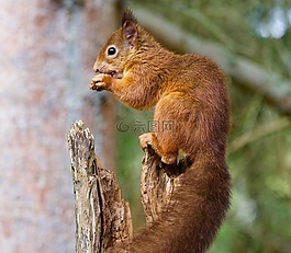 松鼠,野生動物,自然