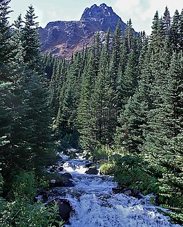 崎嶇山路,森林,河