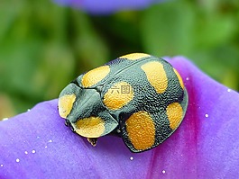 昆蟲(chóng),橙色,甲殼蟲(chóng)