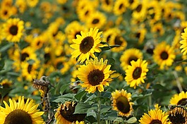 向日葵,黃色,開(kāi)花