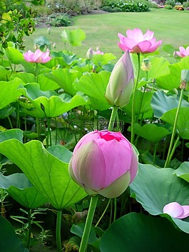 鮮花,粉色,水生
