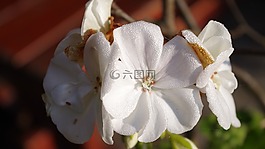 花,自然,植物區(qū)系