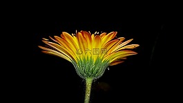 花,自然,植物區(qū)系