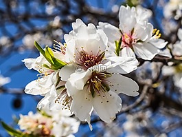 杏仁樹,鮮花,花瓣