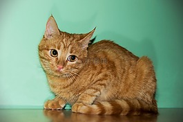 猫,红发,宠物