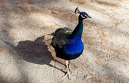鳥,性質(zhì),生活的本質(zhì)