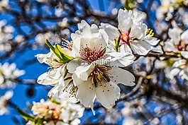 杏仁樹,花,自然