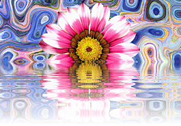 花,夏季,開花