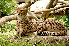 非洲,肯尼亞,野生動物園