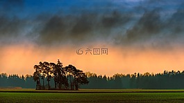 樹,性質(zhì),全景