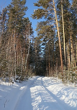 冬季道路,森林,冬季