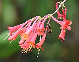 osa,花,蜜蜂