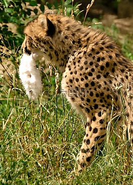 非洲,肯尼亞,野生動物園