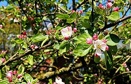 蘋果樹,蘋果花,科