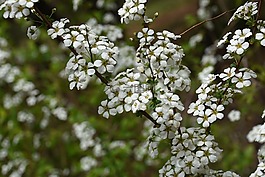 野花,白色,植物