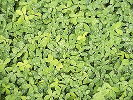 葉,植物,大自然