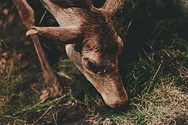 動物,野生動物,鹿
