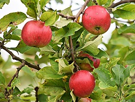 蘋(píng)果,水果,樹(shù)