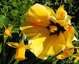 郁金香,花,開(kāi)花
