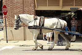 遏制,馬,馬車