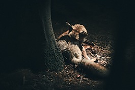 動(dòng)物,野生動(dòng)物,樹(shù)干