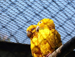 鳥,動物,鳥類