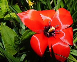 郁金香,開(kāi)花,郵票