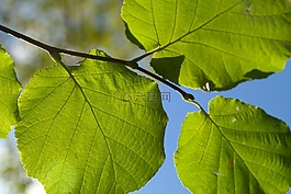 葉子,綠色,科
