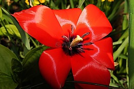 郁金香,開花,郵票