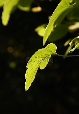 葉子,背光,光明