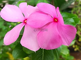 乒乓口,花,粉紅色