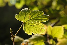 葉子,背光,光明