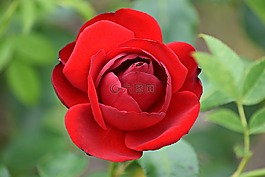 玫瑰,紅色,花
