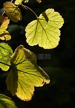 葉子,背光,光明