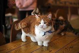 貓,短。,可愛