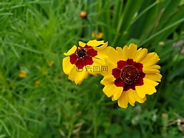 夏季,鮮花