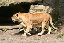 獅子,動(dòng)物園,明斯特