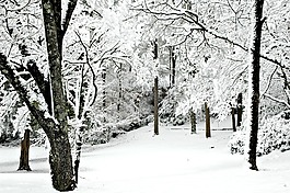 冬天,雪,樹
