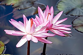 睡蓮,粉紅色的百合,鮮花