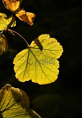 葉子,背光,光明
