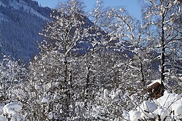 寒冬,雪,阿爾高