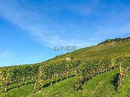葡萄園,mosel,葡萄酒