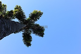 藍色,綠色,帕爾馬
