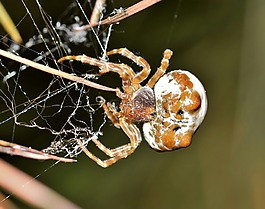 蜘蛛,流星錘蜘蛛,web