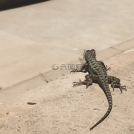 蜥蜴,龍蜥蜴,動物