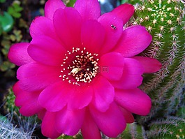 花,红色,仙人掌