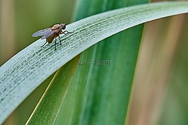 飛,葉子,性質(zhì)